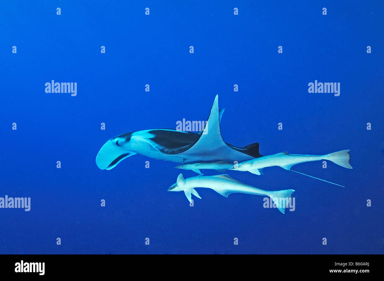 Manta birostris Echeneis naucrates Manta Ray avec suckerfish, Mer Rouge Banque D'Images