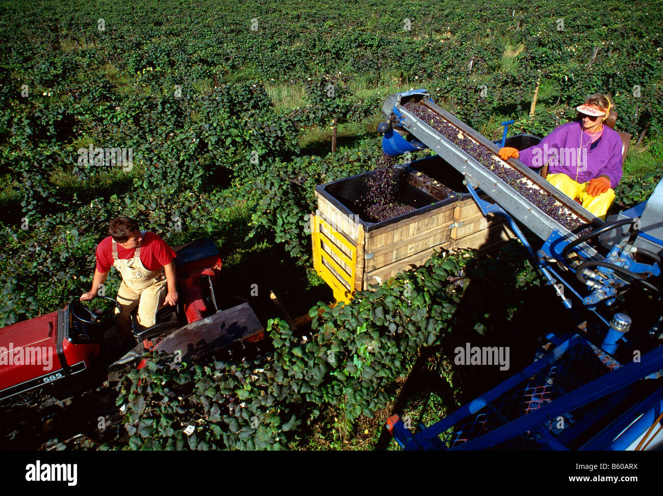 La récolte de raisins Concord, ARCHER VIGNOBLES, VILLE DE NORTH EAST, Erie County, California, USA Banque D'Images