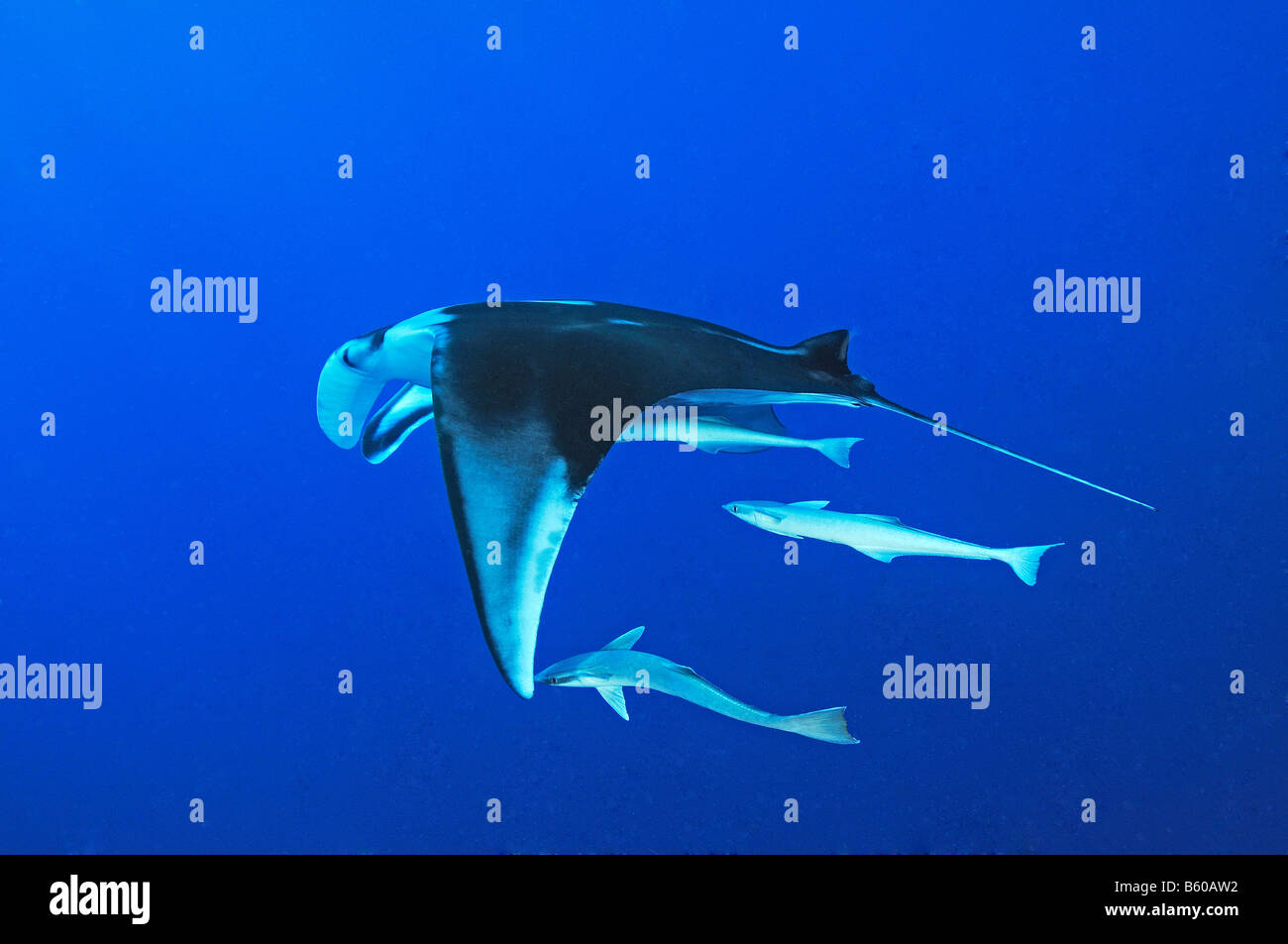 Echeneis naucrates Manta birostris et Manta Ray avec suckerfish, Mer Rouge Banque D'Images