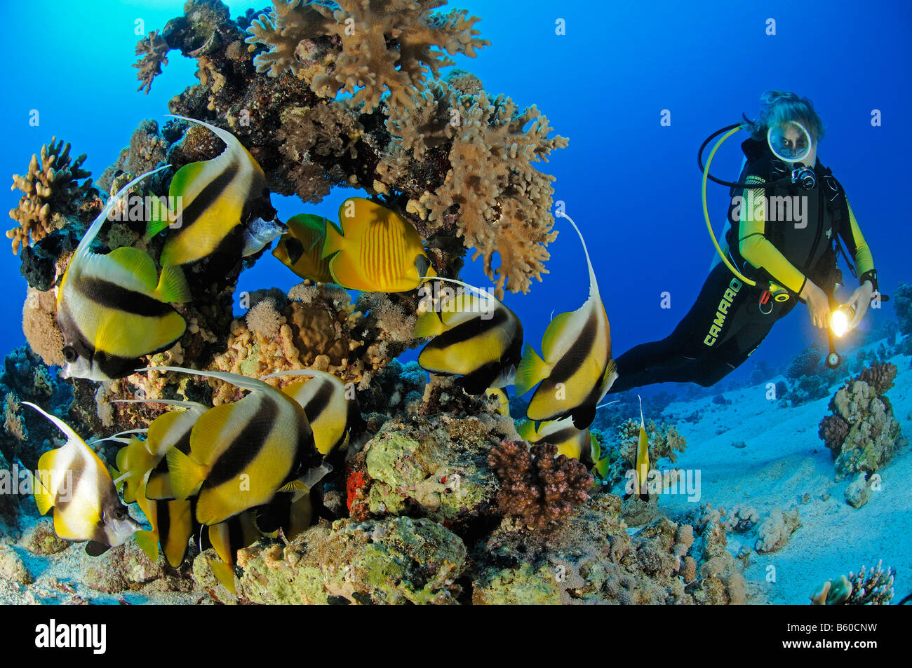 Heniochus intermedius Red Sea Bannerfish avec PADI, Mer Rouge Banque D'Images