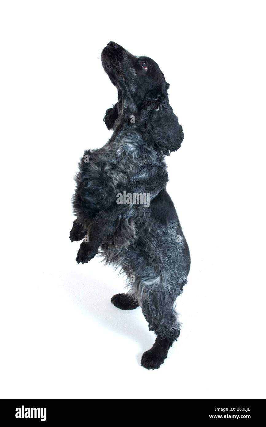 Découpe femelle Cocker Banque D'Images