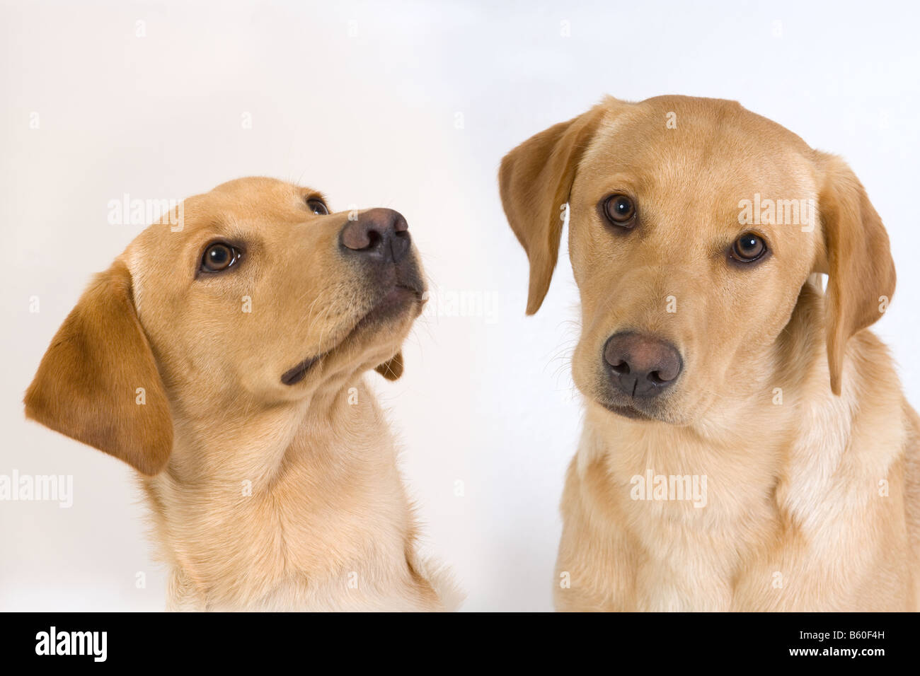 Portrait de jeunes femelles Labrador jaune Banque D'Images