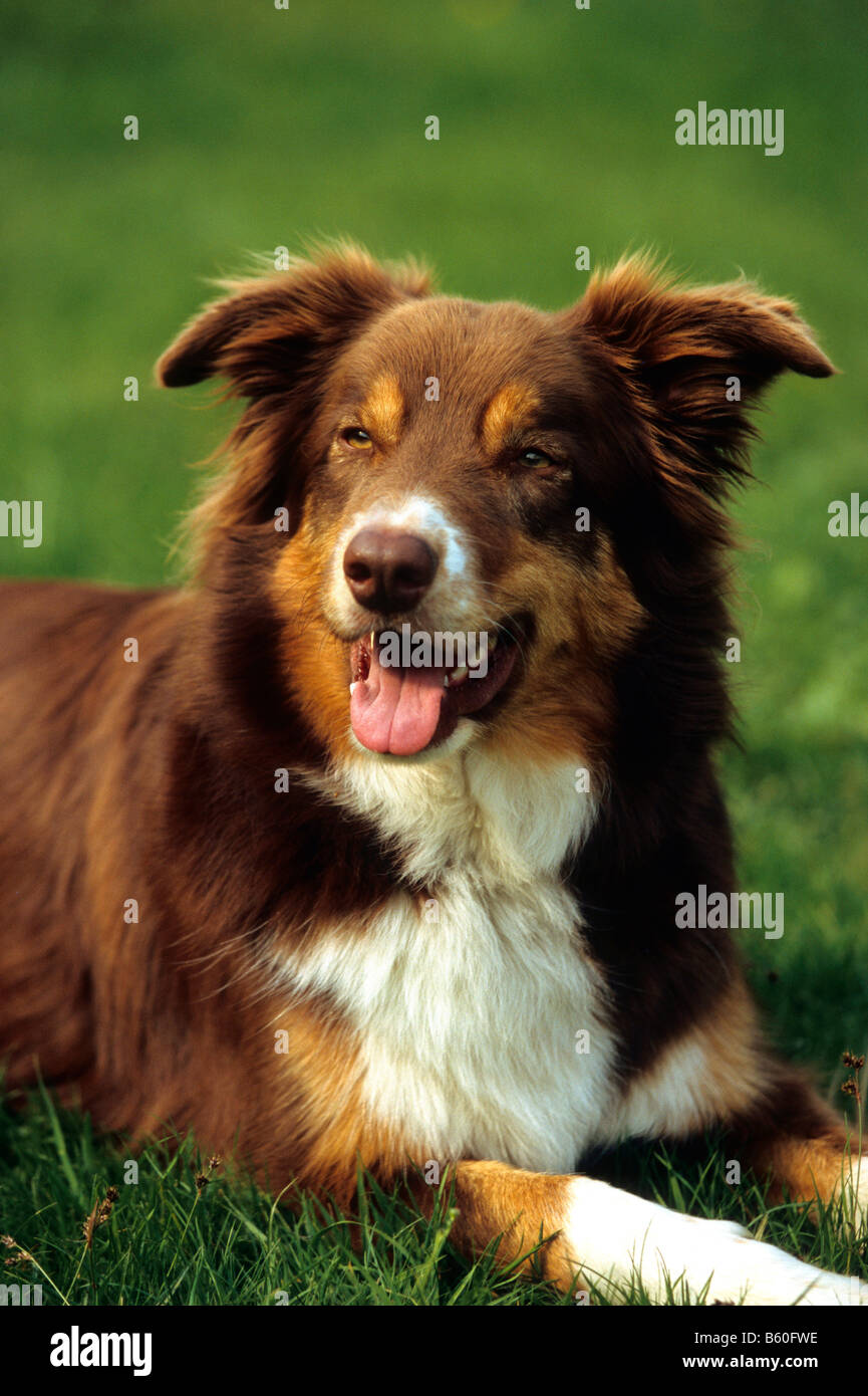 Border Collie (Canis lupus familiaris), portrait, couché sur un pré Banque D'Images