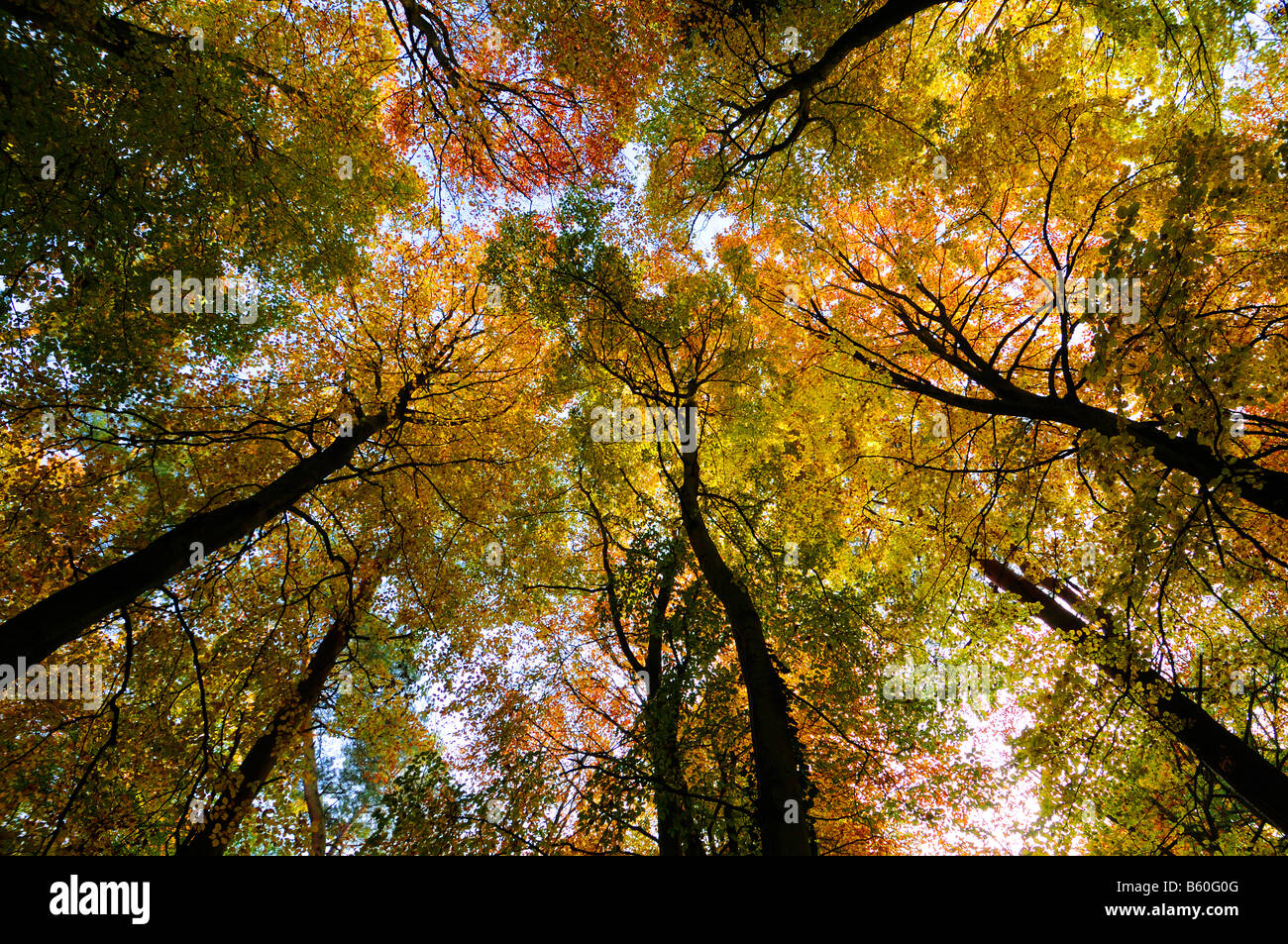 Canopy Hêtre Fagus sylvatica L en automne Novembre UK forestiers Banque D'Images