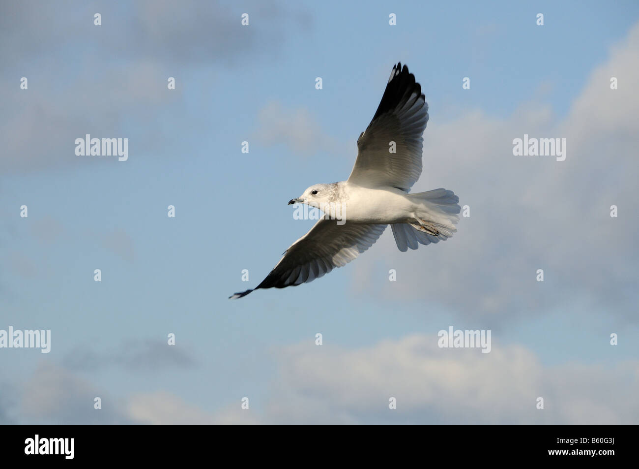 Goéland cendré Larus canus en vol avec ciel bleu Norfolk UK Octobre Banque D'Images