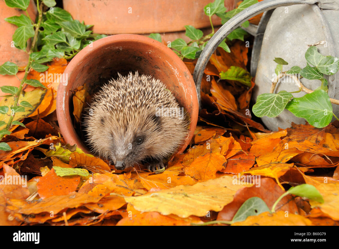 Hérisson erinaceus europaeus en quête de nourriture en jardin urbain entre les pots de terre cuite et les feuilles d'automne UK Banque D'Images