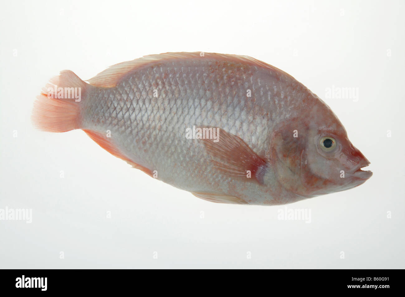 Poissons d'eau douce,tilapia Banque D'Images