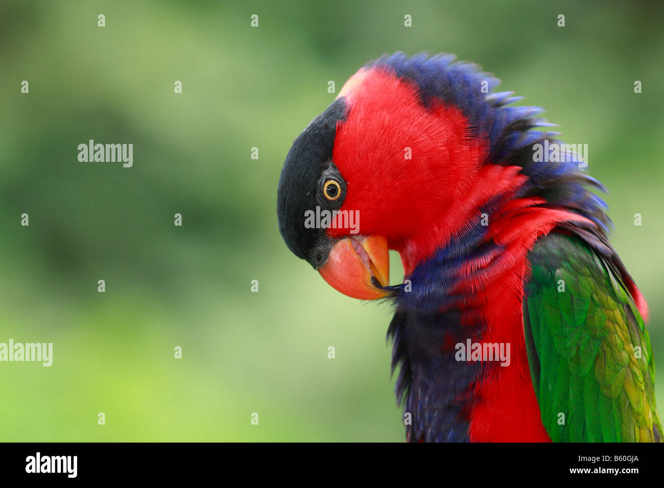 Lory noire tricolore ou Lory (Lorius lory), portrait Banque D'Images