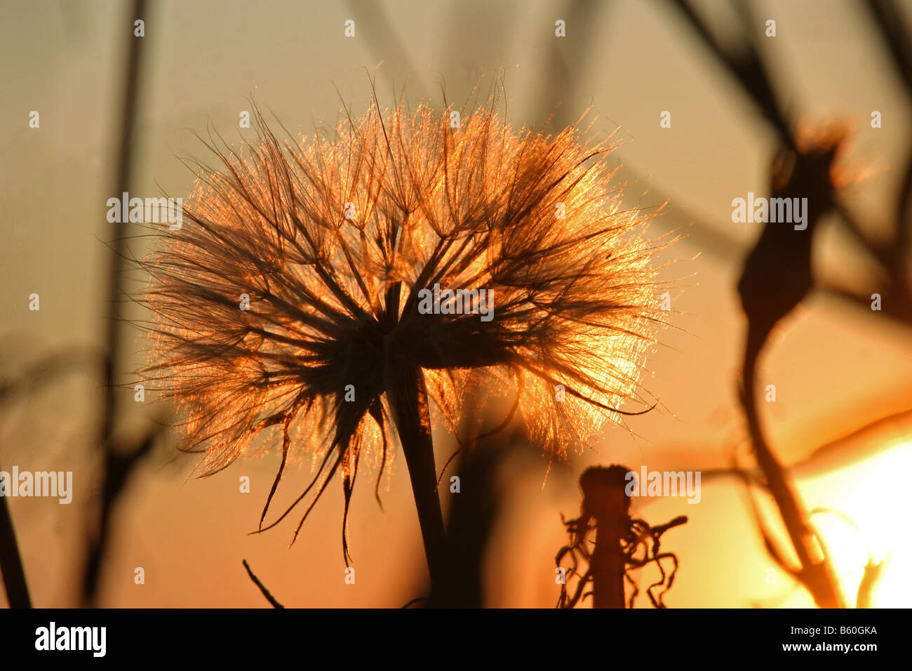 Fleur dans le coucher du soleil Banque D'Images