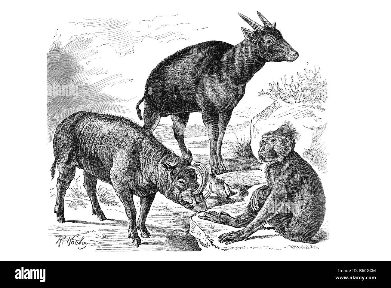 Anoa buffalo & Golden là Babirusa & Crested Macaque noir Banque D'Images