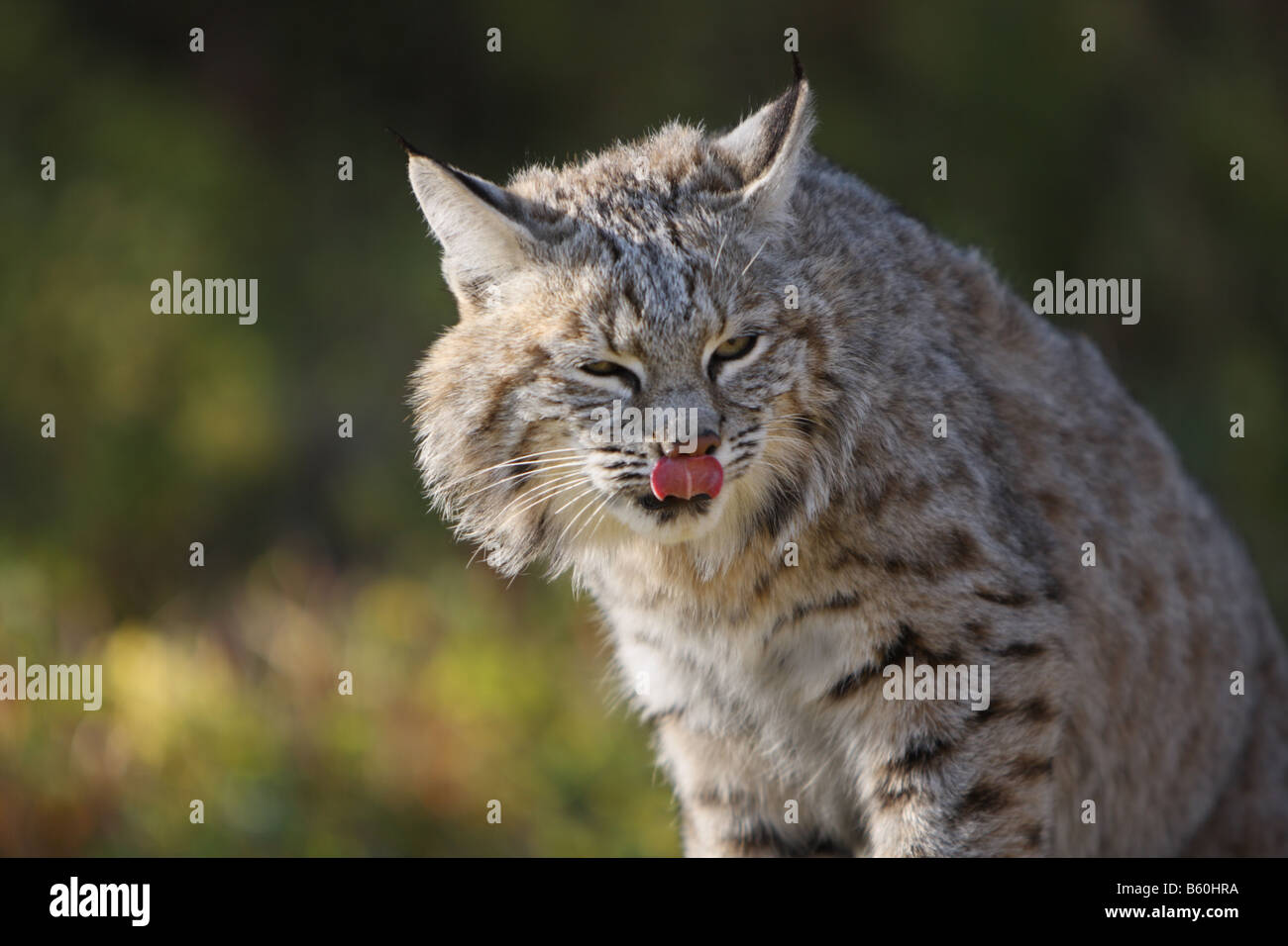 Bobcat Banque D'Images