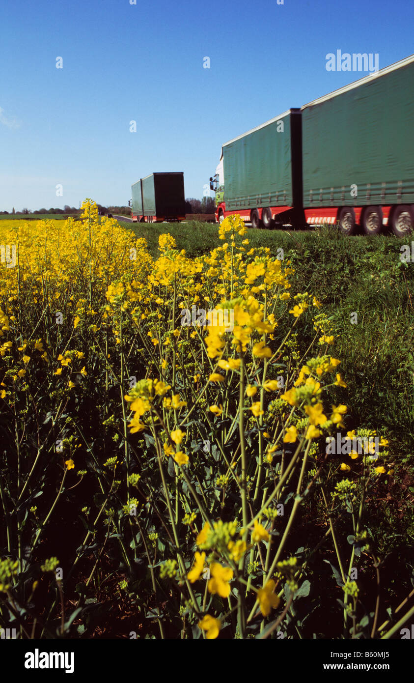 Lorrys articulé champ transmission d'huile de colza (Brassica napus) près de Leeds Yorkshire UK Banque D'Images