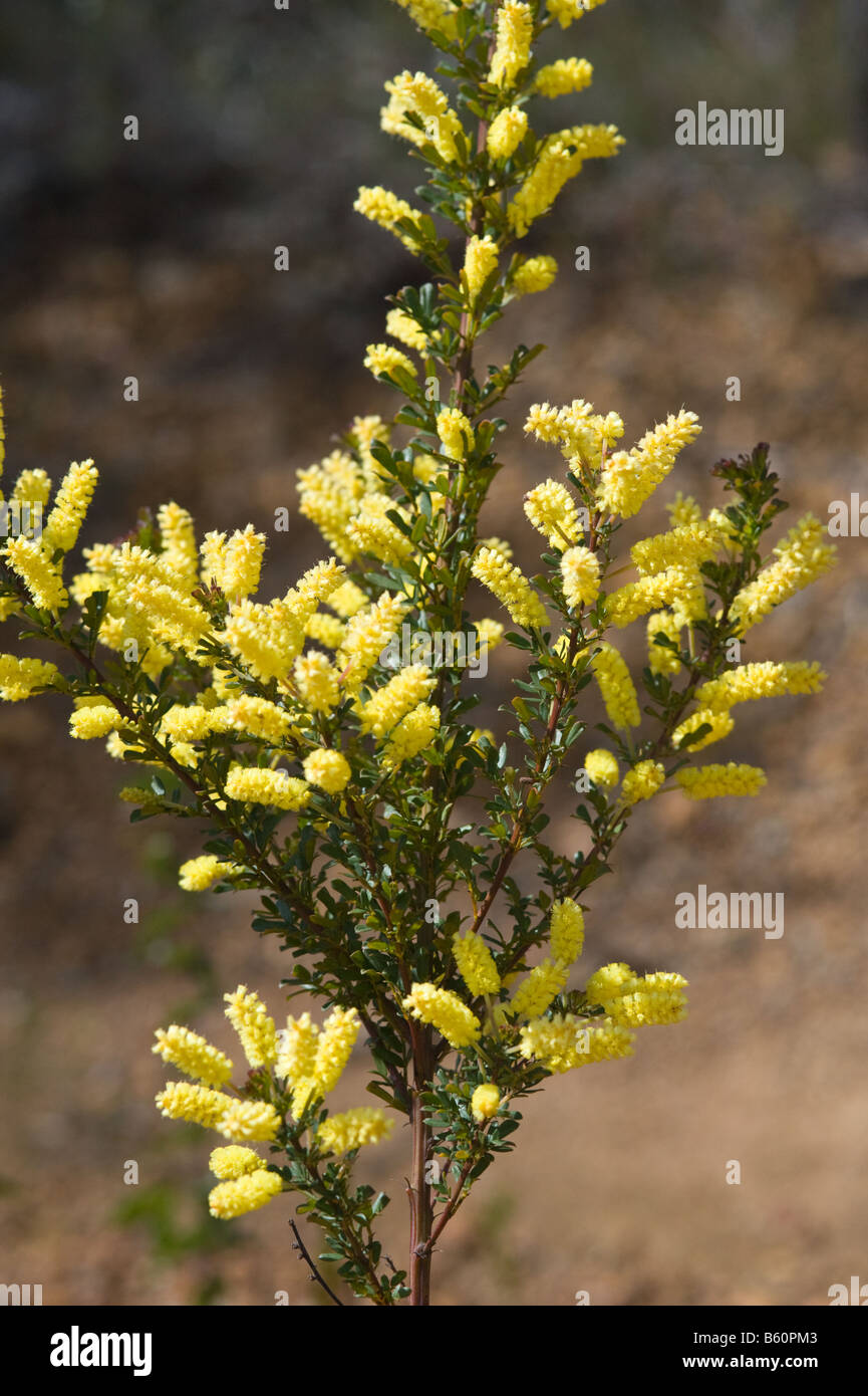 Drummond's wattle Acacia drummondii fleurs Parc national de Stirling arbre endémique à l'ouest de l'Australie Septembre Banque D'Images