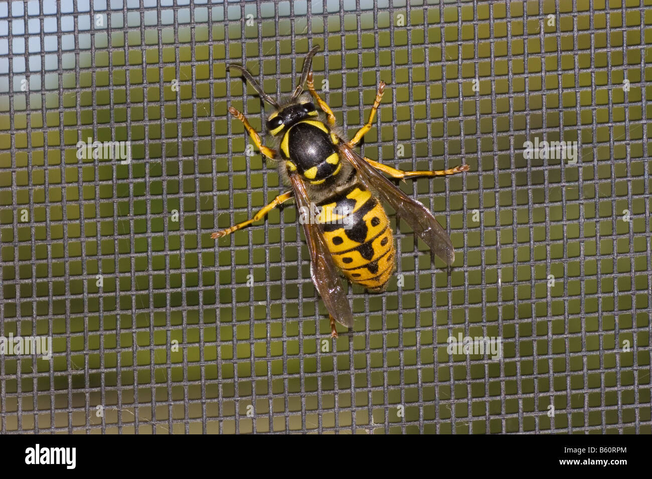 Vespula Germanica Yellowjacket allemand au repos sur un écran à la mouche Banque D'Images