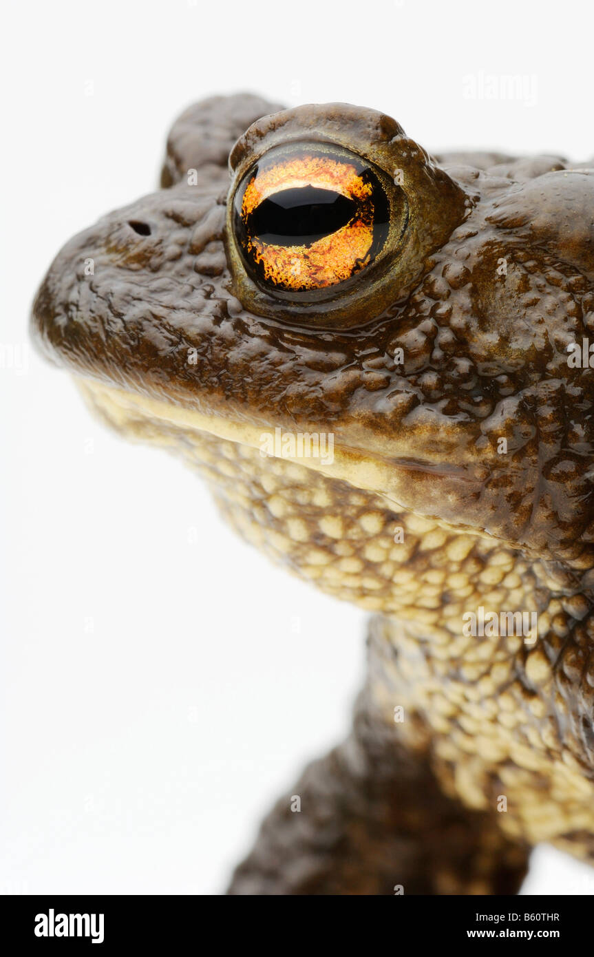 Politique ou européen (Bufo bufo), portrait Banque D'Images