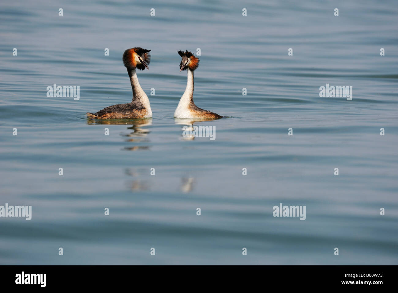 Grèbe huppé (Podiceps cristatus) effectuant des rituels d'accouplement de couples reproducteurs, le lac de Constance, Constance, Bade-Wurtemberg Banque D'Images