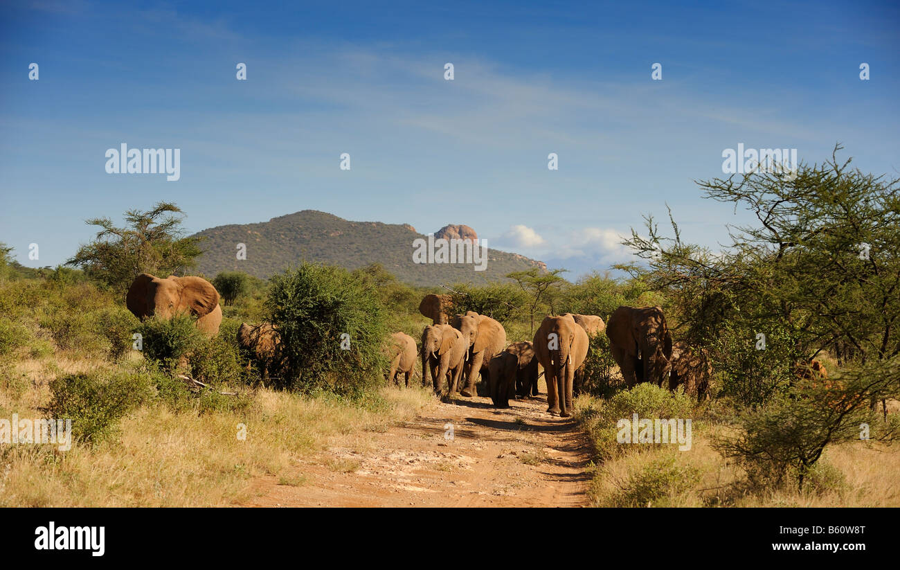 Troupeau d'Éléphants Bush africain (Loxodonta africana), Samburu National Reserve, Kenya, Afrique de l'Est, l'Afrique Banque D'Images