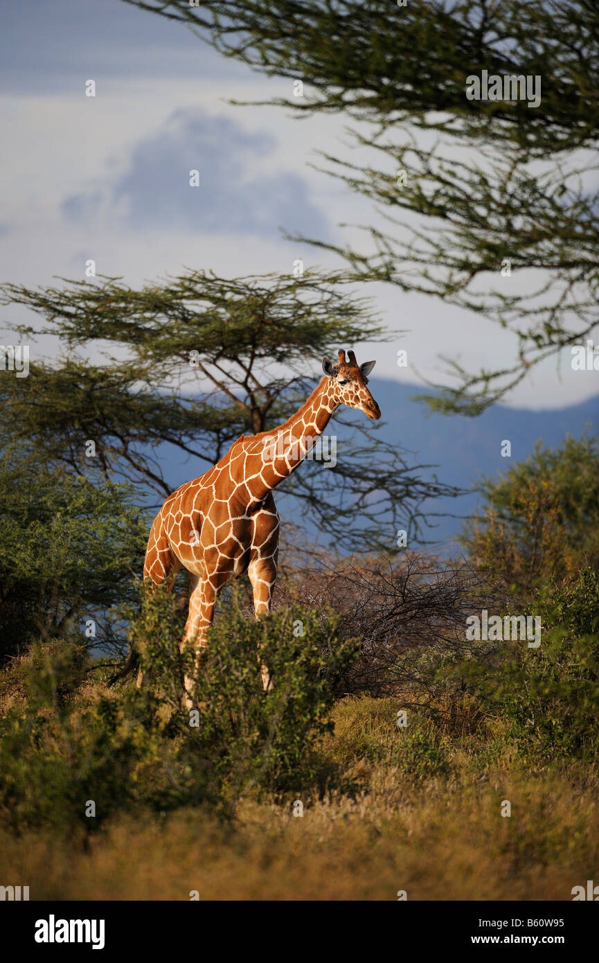 Girafe réticulée ou somaliens Girafe (Giraffa camelopardalis reticulata) dans le paysage, Samburu National Reserve, Kenya Banque D'Images