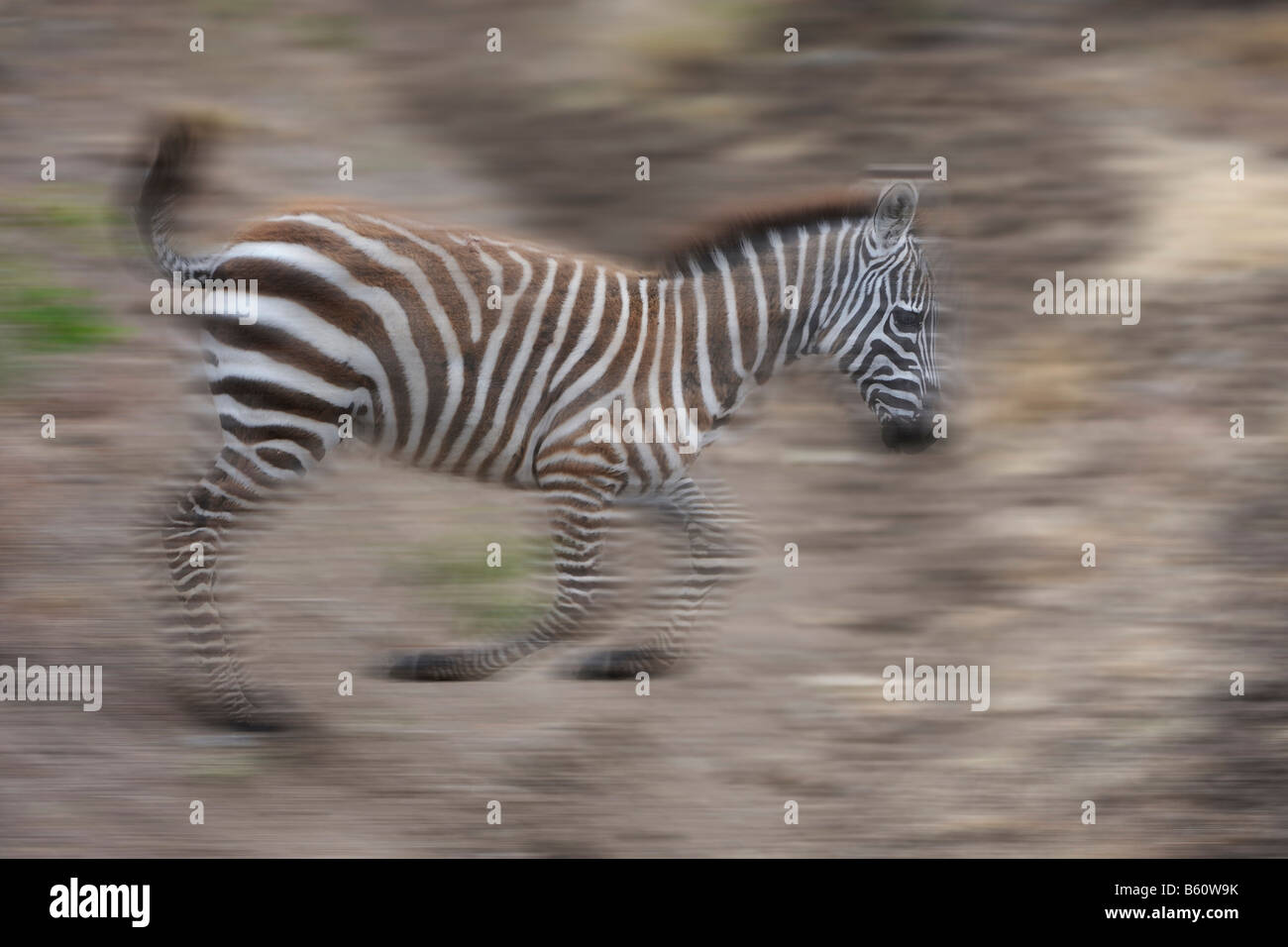 Le zèbre de Grant (Equus quagga boehmi) poulain sautant, mouvement floue, Sweetwaters Game Reserve, Kenya, Afrique de l'Est, l'Afrique Banque D'Images