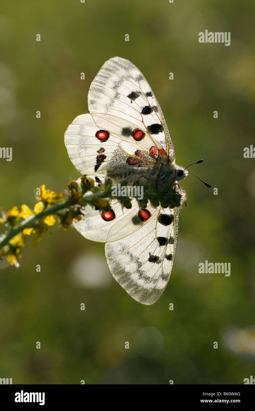 Apollo ou la montagne papillon Apollon (Parnassius apollo), rétroéclairé, Jura souabe, Bade-Wurtemberg Banque D'Images