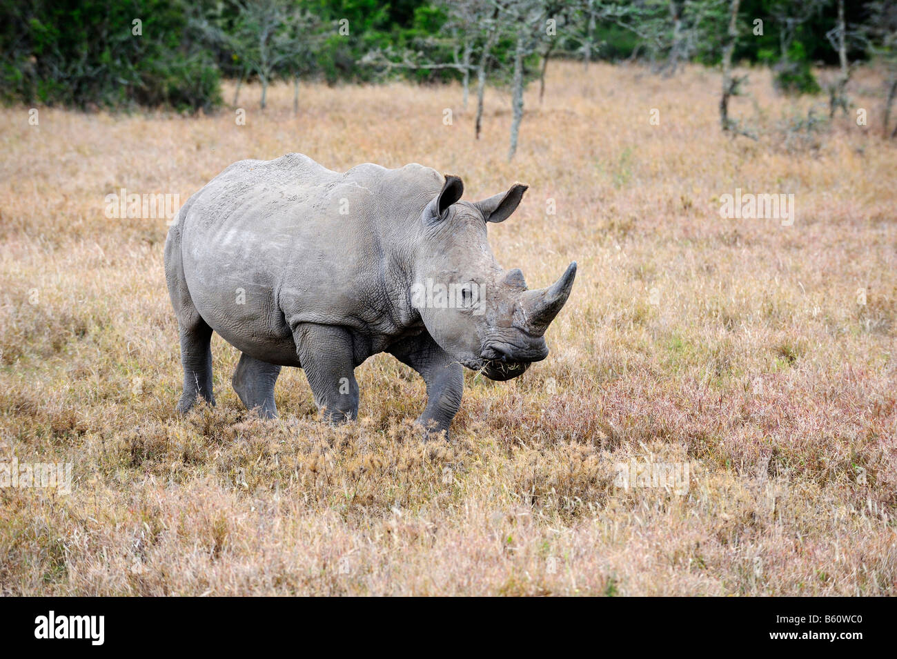 Le rhinocéros blanc (Ceratotherium simum), Sweetwater Game Reserve, Kenya, Afrique de l'Est Banque D'Images