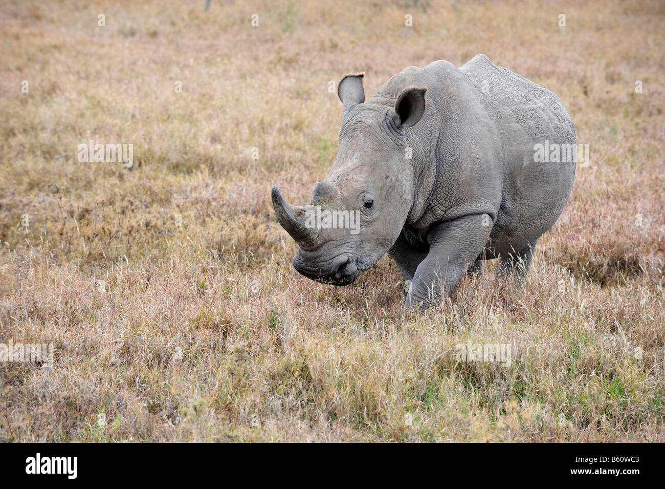 Le rhinocéros blanc (Ceratotherium simum), Sweetwater Game Reserve, Kenya, Afrique de l'Est Banque D'Images