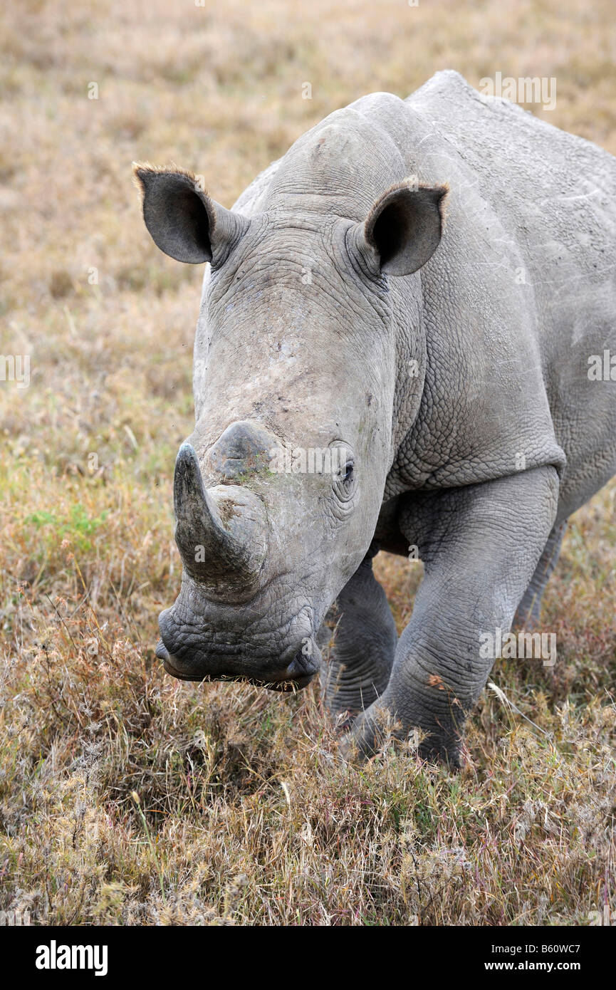 Portrait d'un rhinocéros blanc (Ceratotherium simum), Sweetwater Game Reserve, Kenya, Afrique de l'Est Banque D'Images