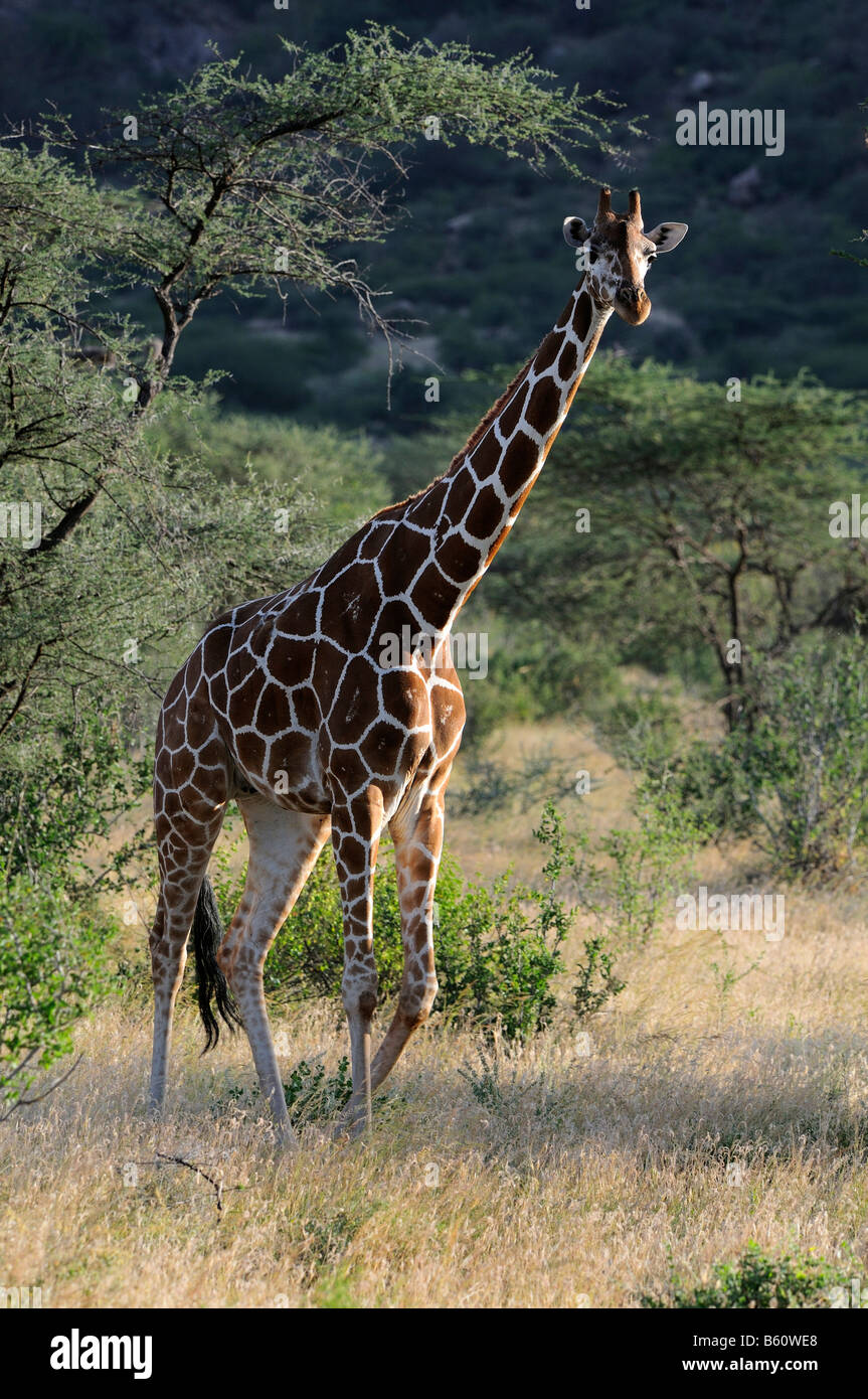 Girafe réticulée ou somaliens Girafe (Giraffa camelopardalis reticulata), Samburu National Reserve, Kenya, Afrique de l'Est, l'Afrique Banque D'Images