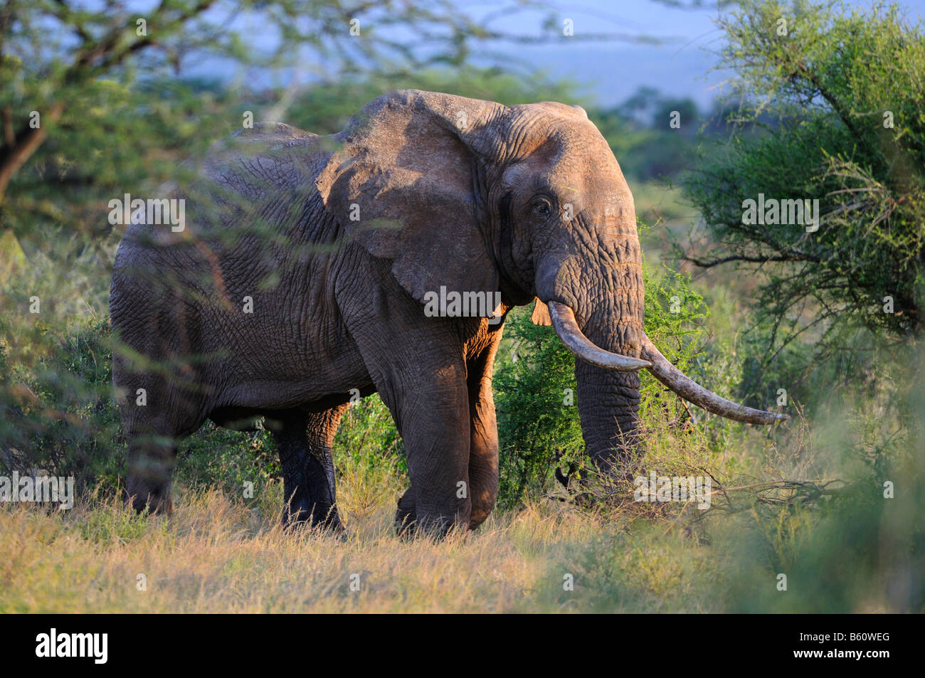 Bush africain Elephant (Loxodonta africana), personnes âgées bull, Réserve nationale de Samburu, Kenya, Afrique de l'Est, l'Afrique Banque D'Images