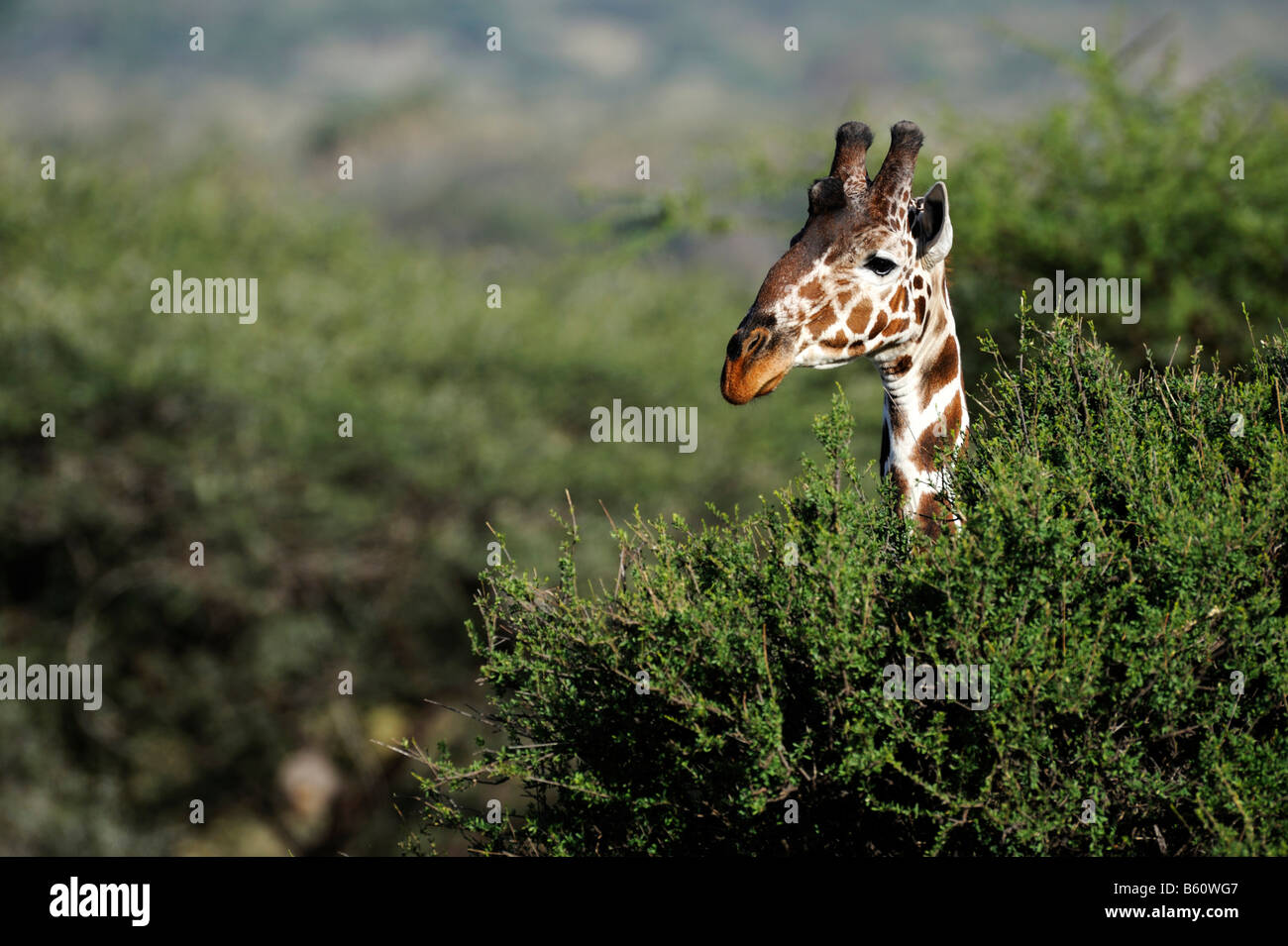 Girafe réticulée ou somaliens Girafe (Giraffa camelopardalis reticulata), portrait, Samburu National Reserve, Kenya Banque D'Images