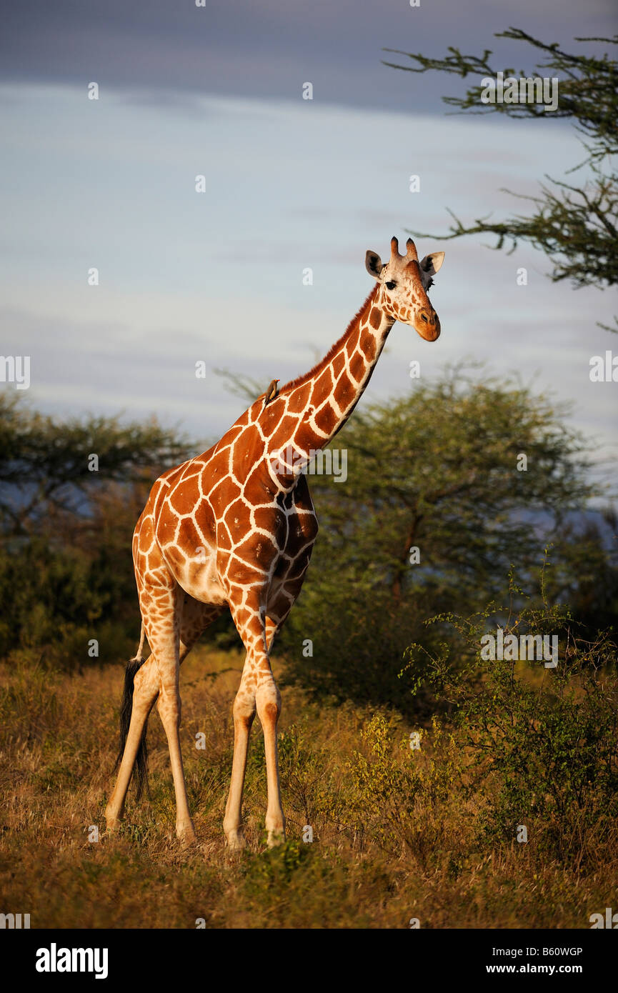 Girafe réticulée ou somaliens Girafe (Giraffa camelopardalis reticulata), Samburu National Reserve, Kenya, Afrique de l'Est, l'Afrique Banque D'Images