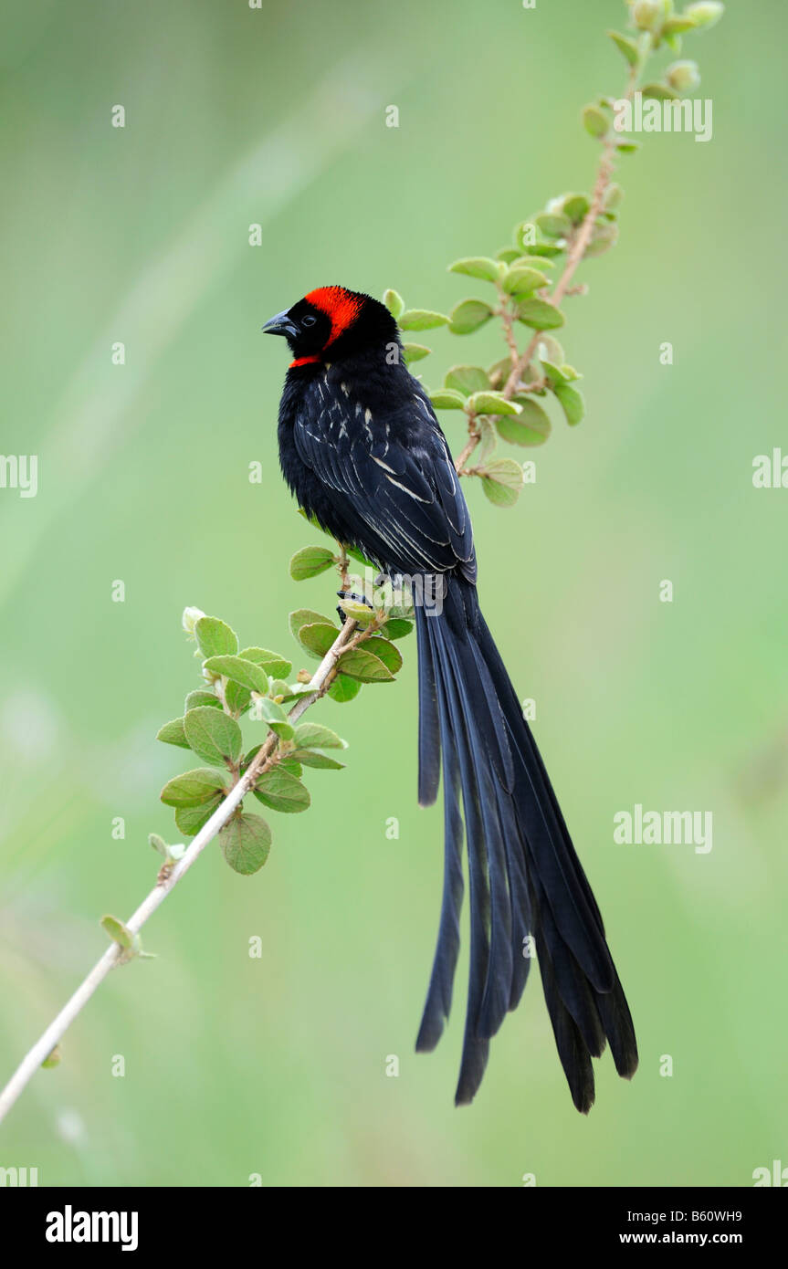 Red-Collared (Widowbird Euplectes ardens) Banque D'Images