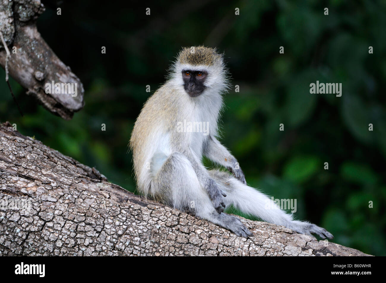 Singe vert (Chlorocebus ou Callithrix Monkey sabaeus), le Parc National de Nairobi, Kenya, Afrique de l'Est, l'Afrique Banque D'Images