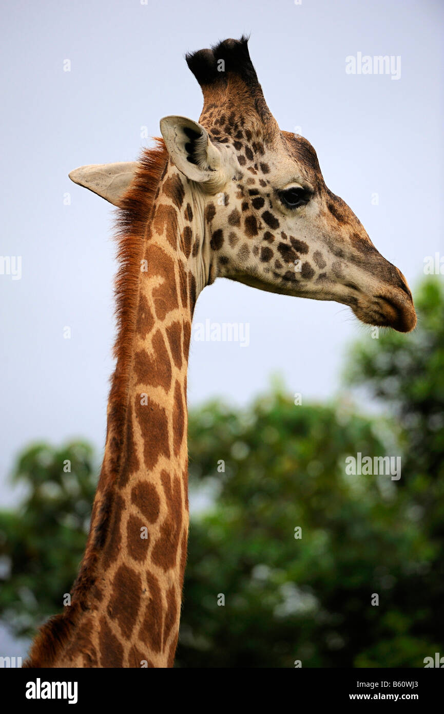 Les Masais Girafe (Giraffa camelopardalis), portrait, Parc National de Nairobi, Kenya, Afrique de l'Est, l'Afrique Banque D'Images