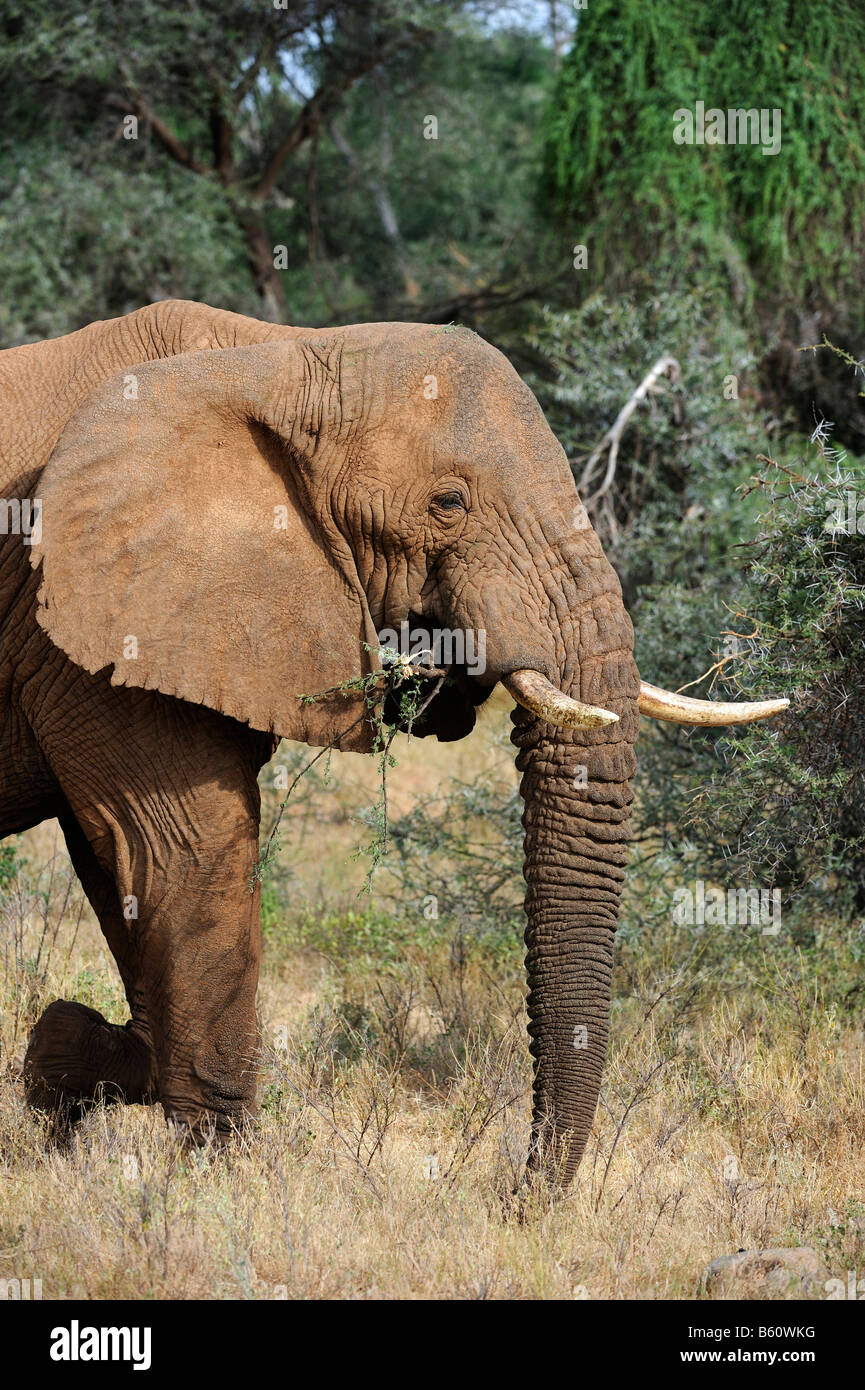 Bush africain Elephant (Loxodonta africana), Samburu National Reserve, Kenya, Afrique de l'Est, l'Afrique Banque D'Images