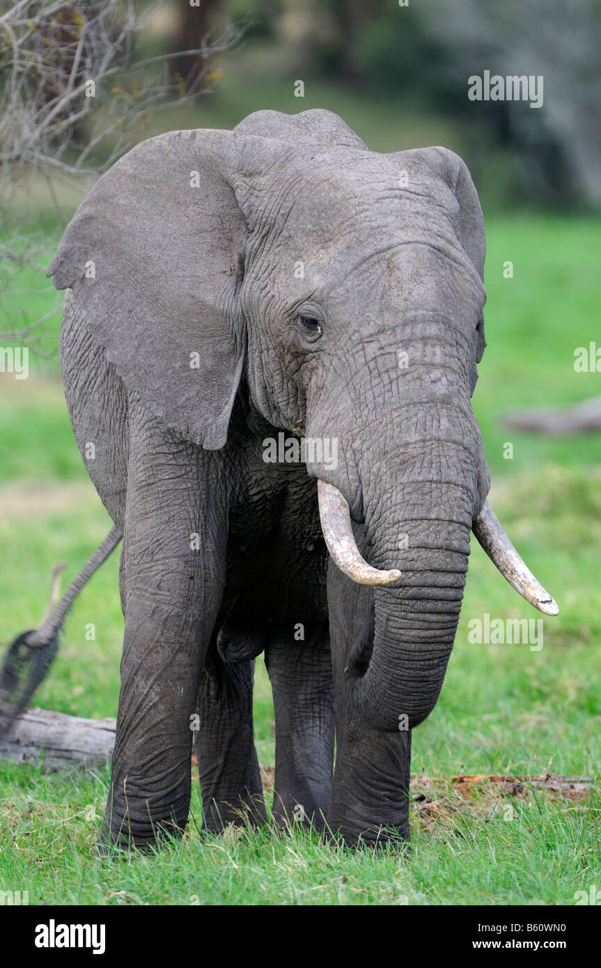 Bush africain Elephant (Loxodonta africana) Bull, Sweetwater Game Reserve, Kenya, Afrique de l'Est, l'Afrique Banque D'Images