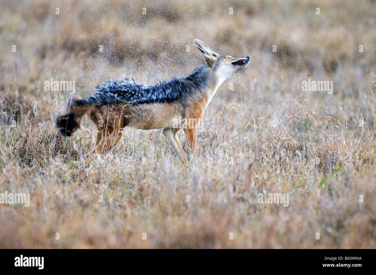 Le Chacal à dos noir (Canis mesomelas) secouant sa fourrure, Sweetwater Game Reserve, Kenya, Afrique de l'Est, l'Afrique Banque D'Images
