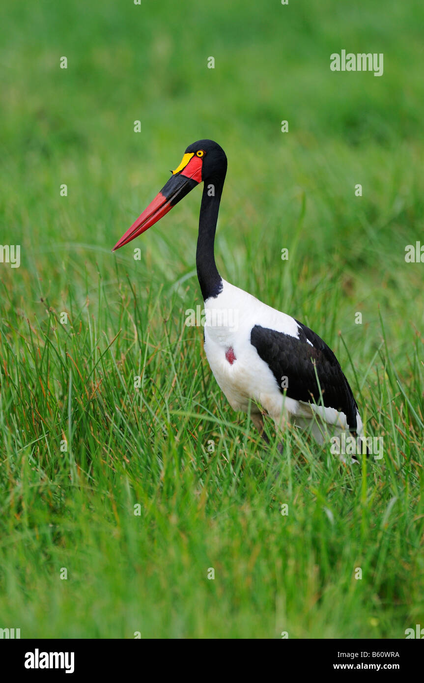 Saddle-billed Stork (Ephippiorhynchus senegalensis), Sweetwater Game Reserve, Kenya, Africa Banque D'Images