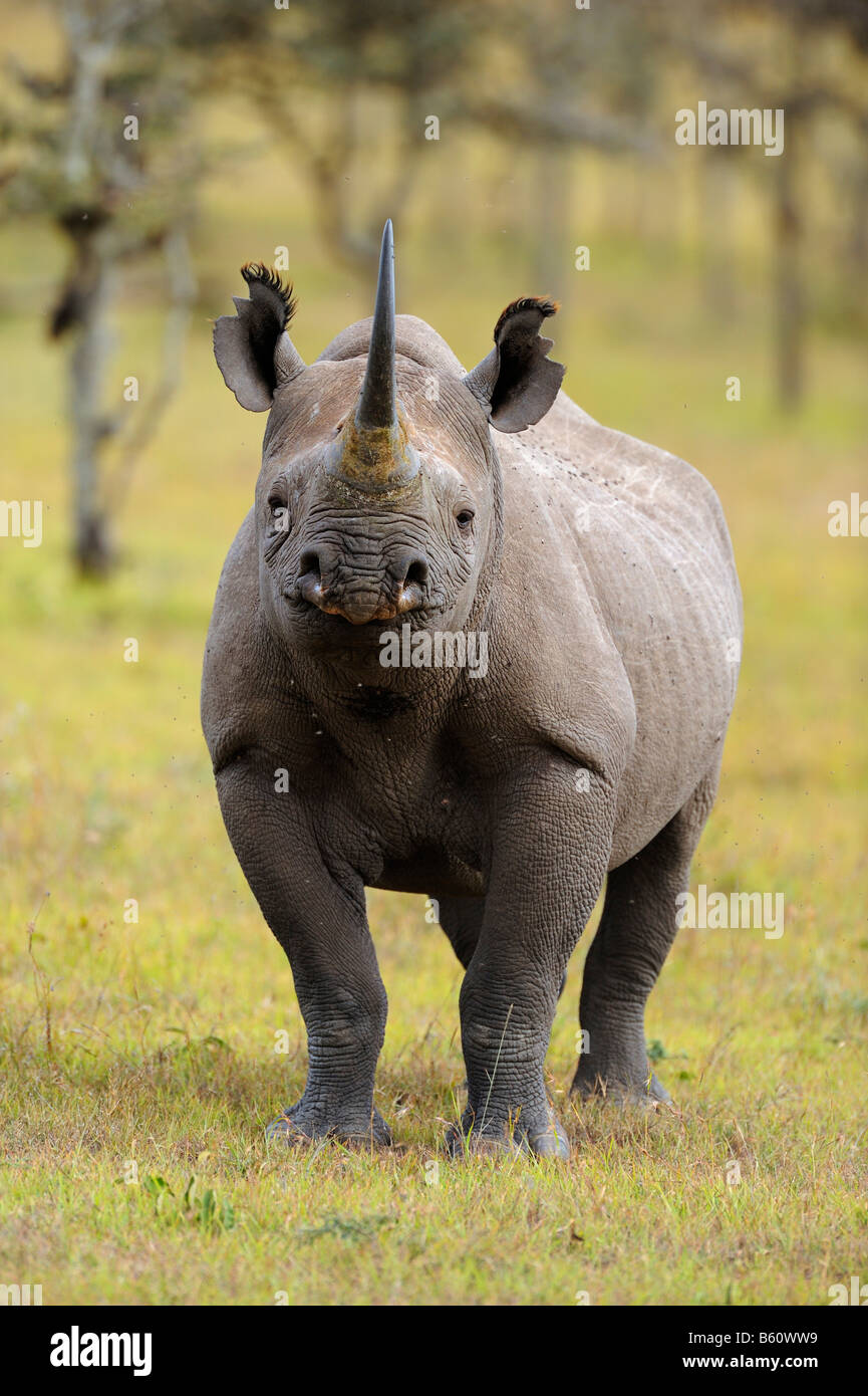 Le Rhinocéros noir (Diceros bicornis), Sweetwater Game Reserve, Kenya, Africa Banque D'Images