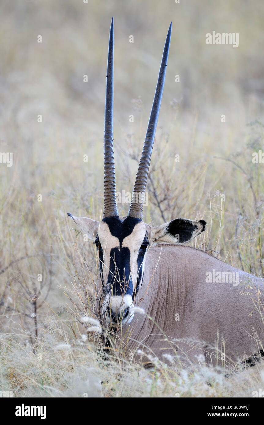 Ou Gemsbuck gemsbok (Oryx gazella), portrait, Samburu National Reserve, Kenya, Africa Banque D'Images