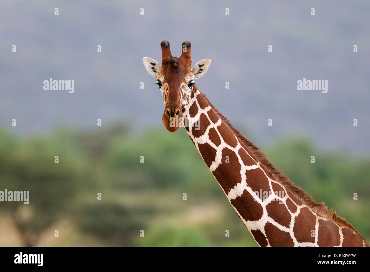 Girafe réticulée ou somaliens Girafe (Giraffa camelopardalis reticulata), portrait, Samburu National Reserve, Kenya, Africa Banque D'Images