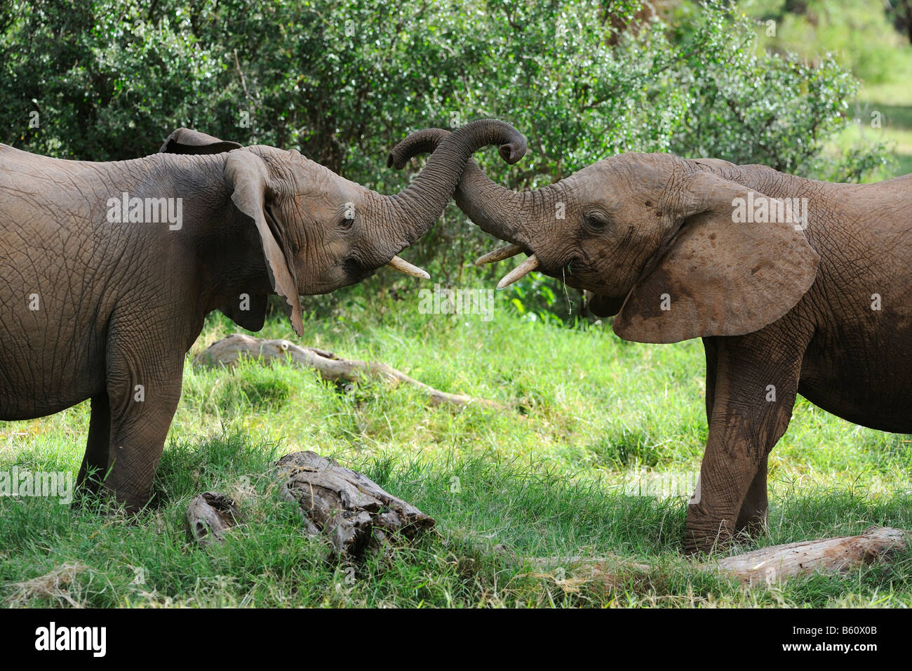 Bush africain Elephant (Loxodonta africana), deux veaux jouant, Samburu National Reserve, Kenya, Africa Banque D'Images