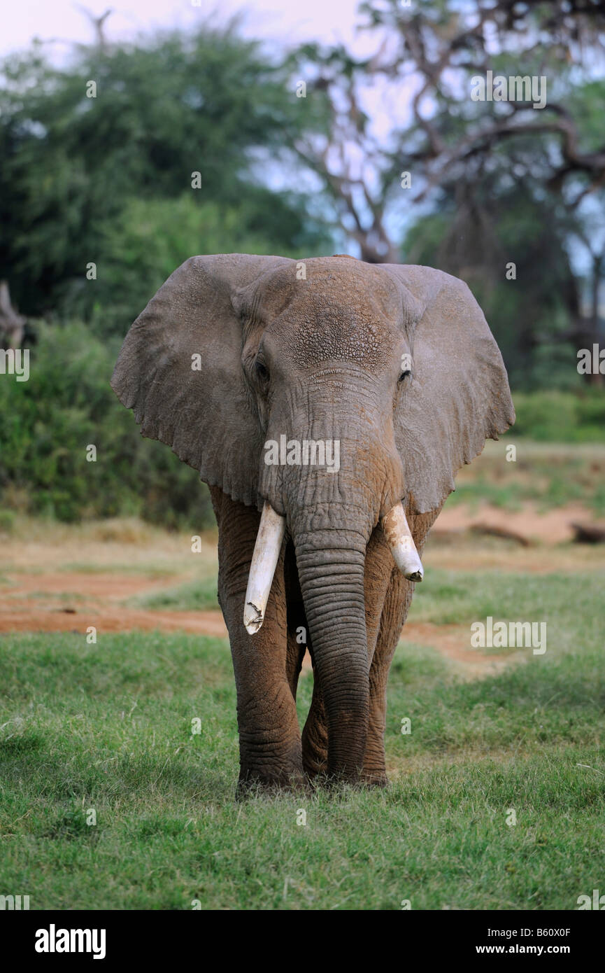 Bush africain Elephant (Loxodonta africana), Bull, Samburu National Reserve, Kenya, Africa Banque D'Images