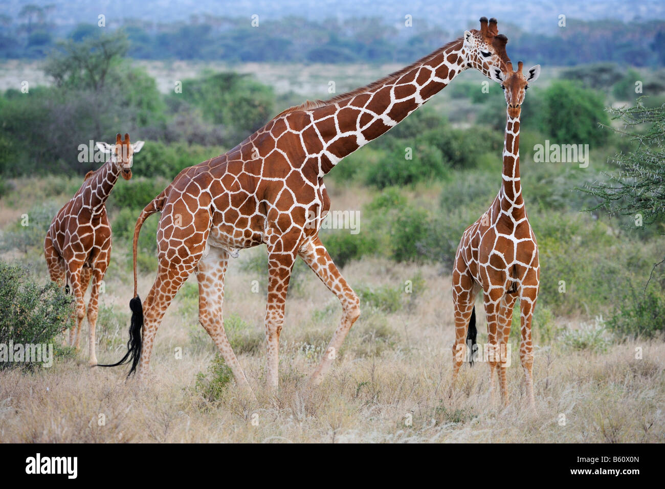 Girafe réticulée ou somaliens Girafe (Giraffa camelopardalis reticulata), troupeau, Samburu National Reserve, Kenya, Africa Banque D'Images