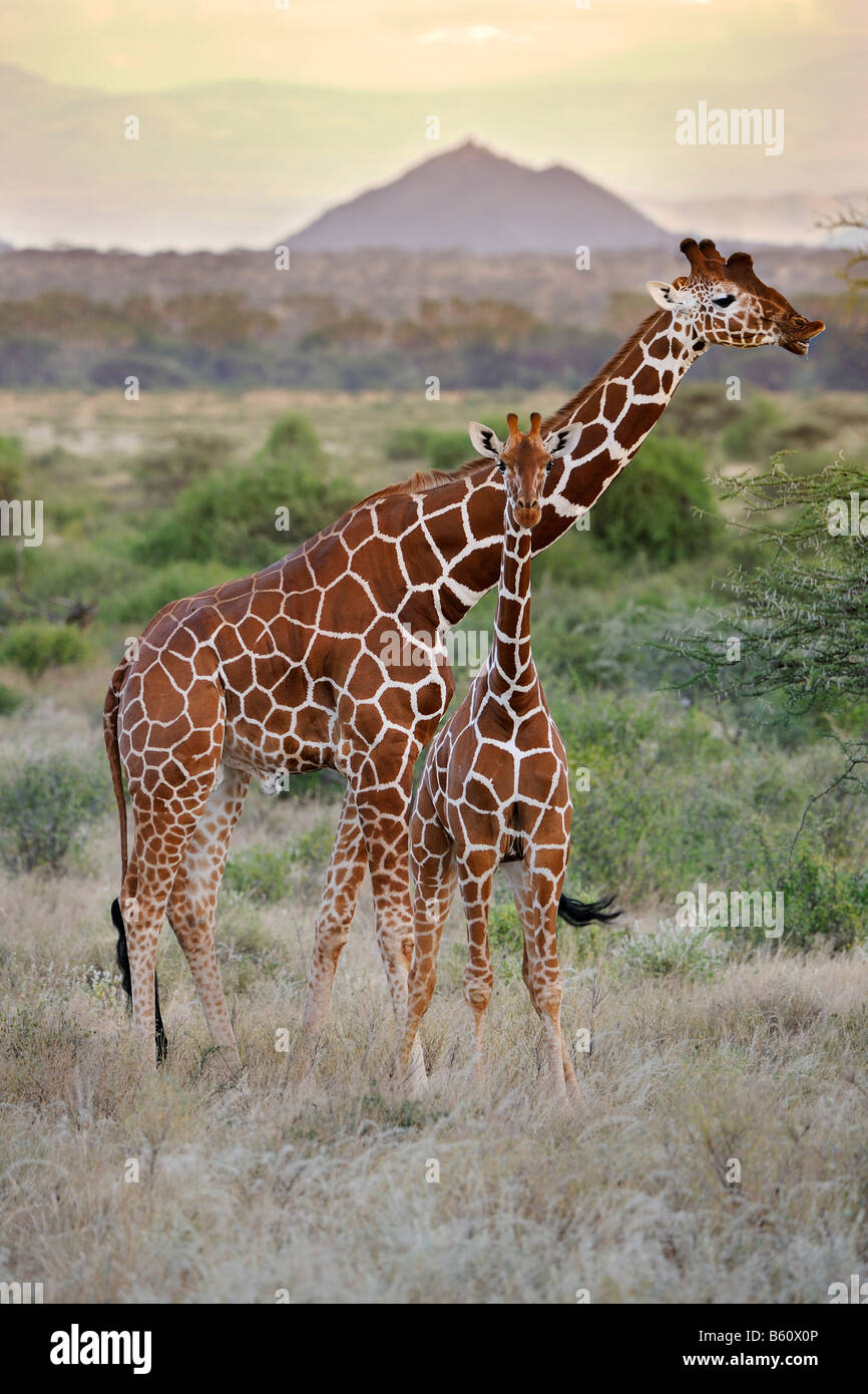 Girafe réticulée ou somaliens Girafe (Giraffa camelopardalis reticulata), des profils et de veaux au crépuscule, Samburu National Reserve Banque D'Images