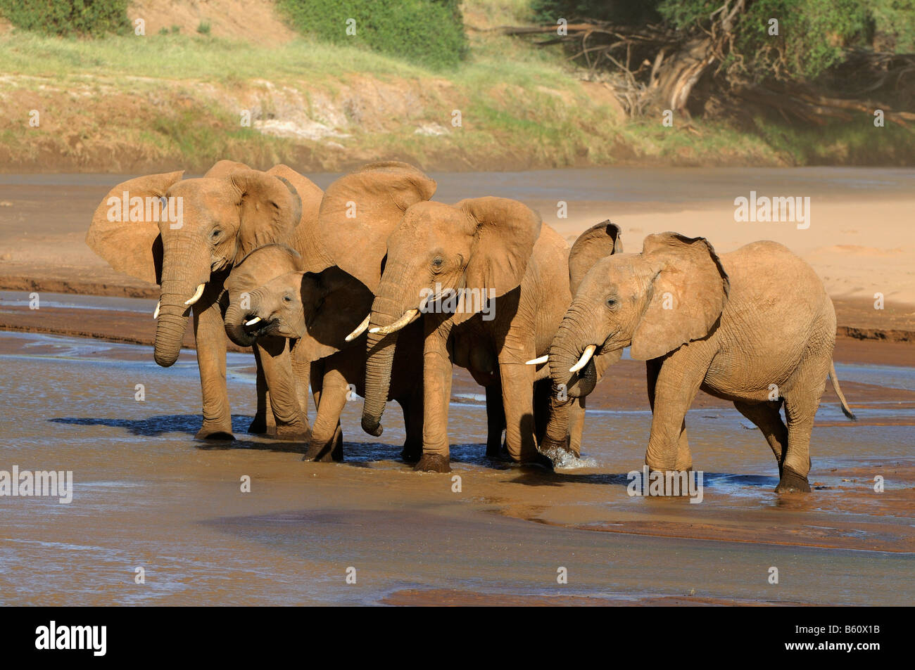 Bush africain Elephant (Loxodonta africana), troupeau de boire, Samburu National Reserve, Kenya, Africa Banque D'Images