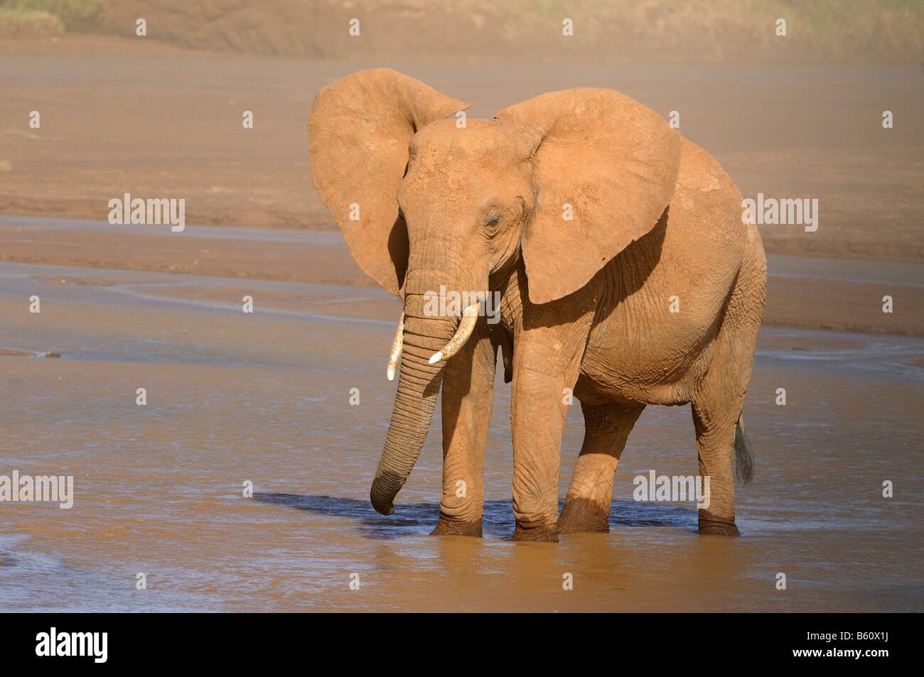 Bush africain Elephant (Loxodonta africana), boire, Samburu National Reserve, Kenya, Africa Banque D'Images