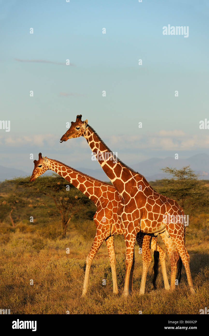 Les Girafes somaliens ou réticulés girafes (Giraffa camelopardalis reticulata), Samburu National Reserve, Kenya, Afrique de l'Est Banque D'Images