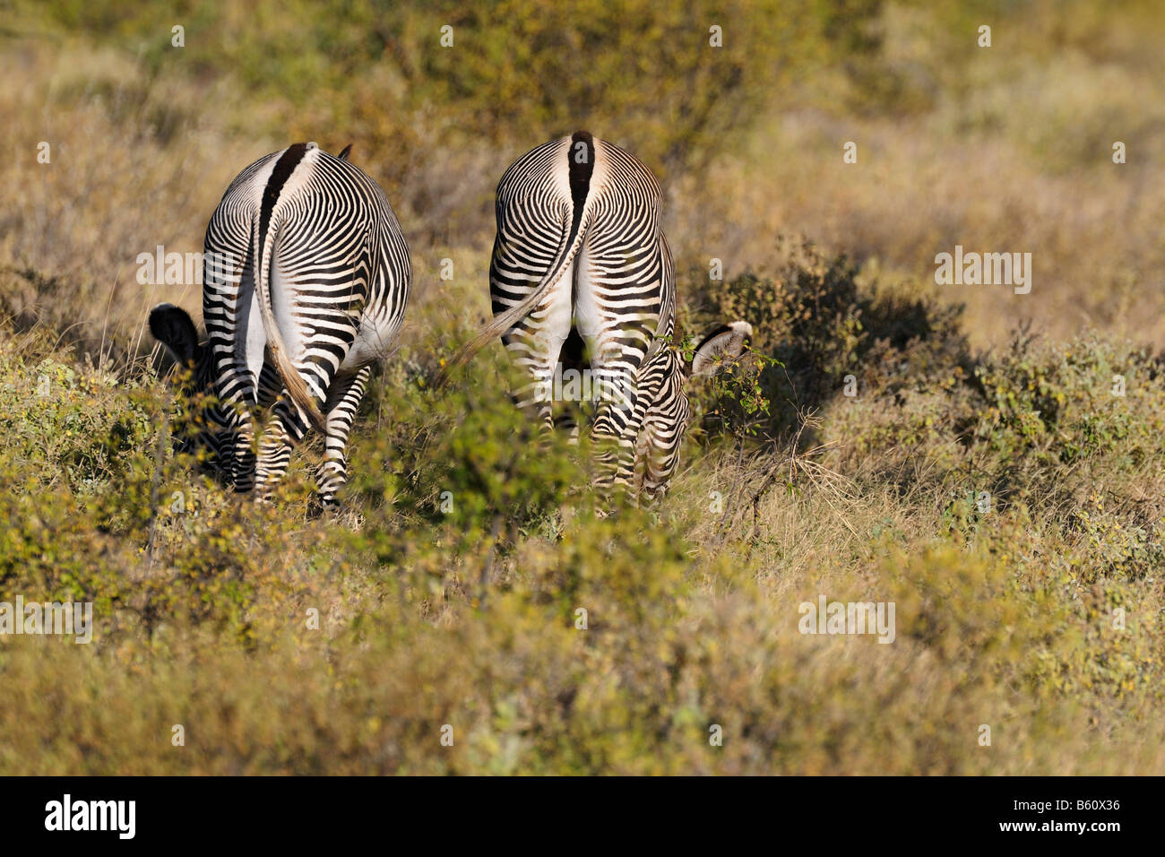 Des zèbres de Grévy (Equus grevyi), Samburu National Reserve, Kenya, Afrique de l'Est, l'Afrique Banque D'Images