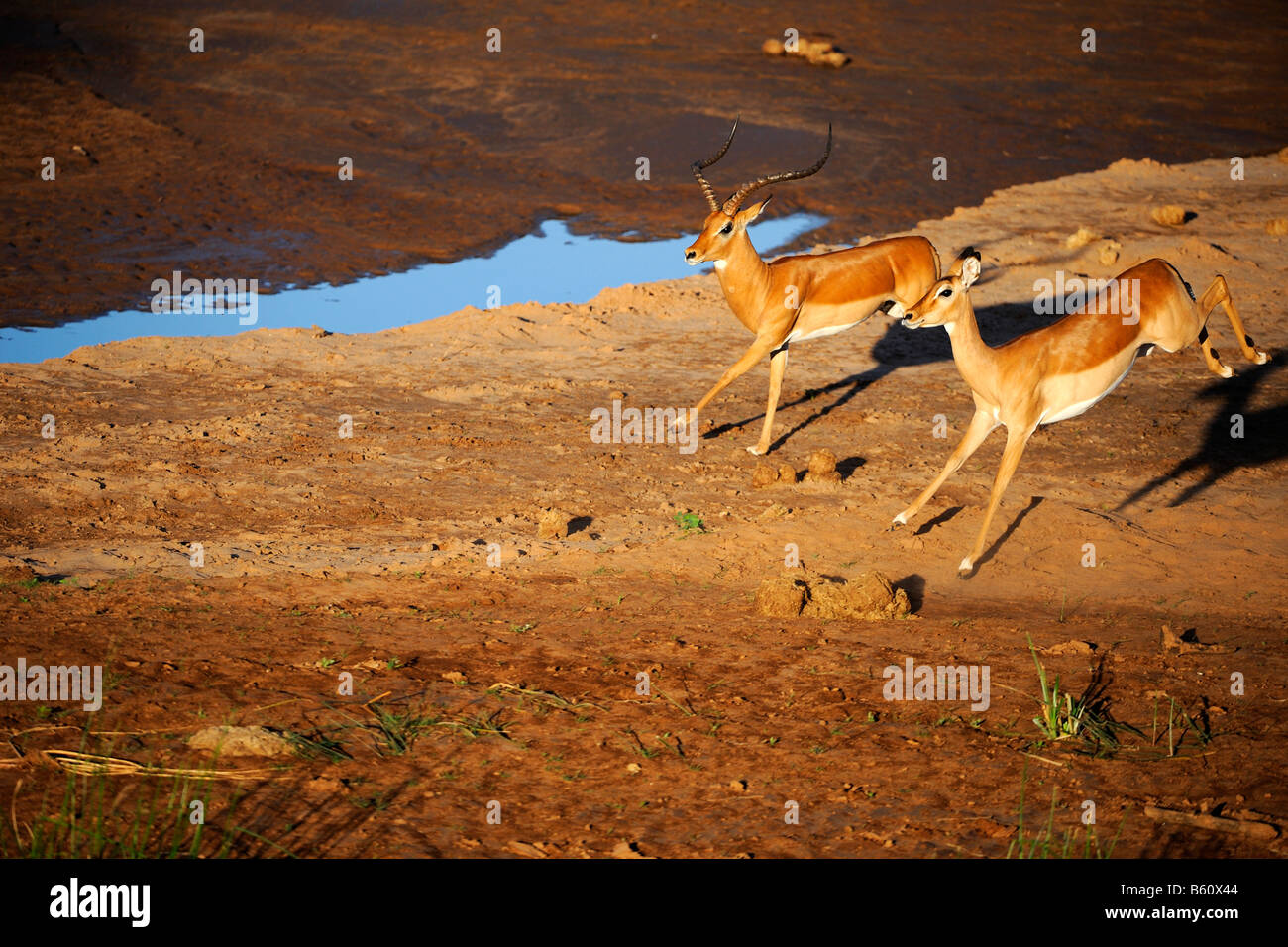 Impala (Aepyceros melampus), d'exécution, à l'aube, la réserve nationale de Samburu, Kenya, Africa Banque D'Images